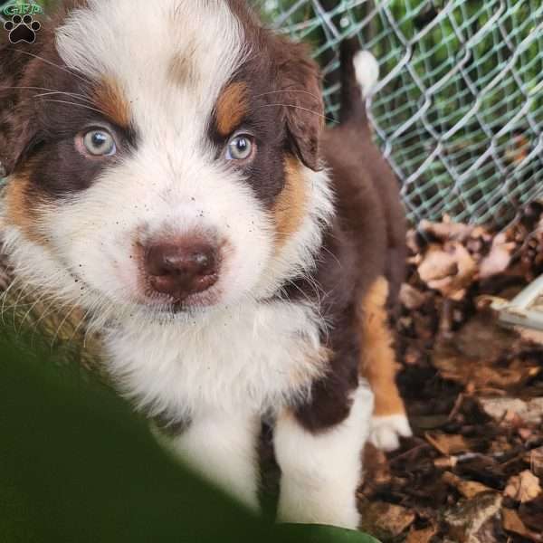 Coco, Australian Shepherd Puppy